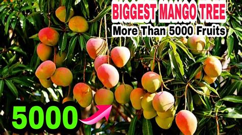 mango youtube|More.